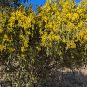 Acacia vestita at Stromlo, ACT - 24 Jul 2023