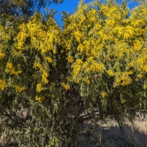 Acacia vestita at Stromlo, ACT - 24 Jul 2023