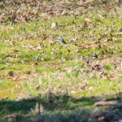 Stagonopleura guttata (Diamond Firetail) at Jindera, NSW - 24 Jul 2023 by Darcy