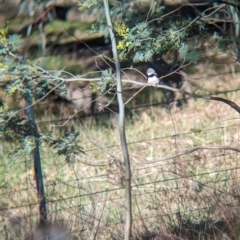 Stagonopleura guttata (Diamond Firetail) at Jindera, NSW - 24 Jul 2023 by Darcy