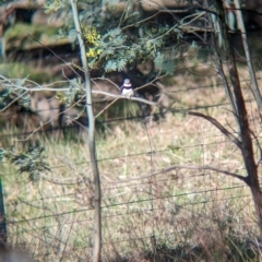 Stagonopleura guttata at Jindera, NSW - suppressed