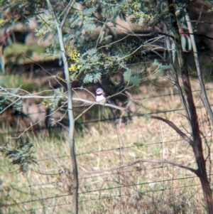 Stagonopleura guttata at Jindera, NSW - 24 Jul 2023