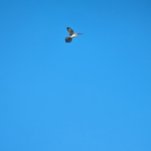 Falco cenchroides at Jindera, NSW - 24 Jul 2023