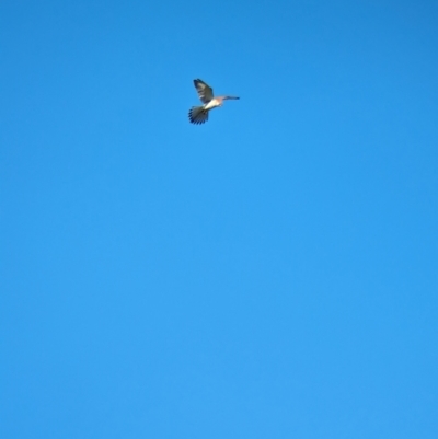 Falco cenchroides (Nankeen Kestrel) at Jindera, NSW - 24 Jul 2023 by Darcy