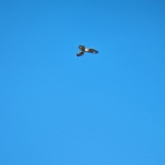 Falco cenchroides at Jindera, NSW - suppressed