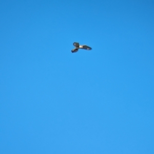 Falco cenchroides at Jindera, NSW - suppressed