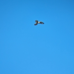 Falco cenchroides at Jindera, NSW - 24 Jul 2023