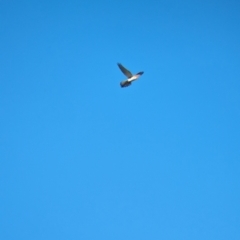 Falco cenchroides at Jindera, NSW - suppressed