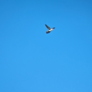 Falco cenchroides at Jindera, NSW - suppressed