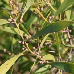 Acacia melanoxylon (Blackwood) at WREN Reserves - 23 Jul 2023 by KylieWaldon