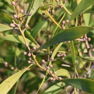 Acacia melanoxylon at Wodonga, VIC - 23 Jul 2023