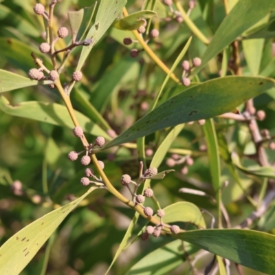 Acacia melanoxylon (Blackwood) at Wodonga - 23 Jul 2023 by KylieWaldon