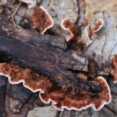Unidentified Other fungi on wood at Wodonga, VIC - 23 Jul 2023 by KylieWaldon