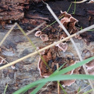 Xylobolus illudens at Wodonga, VIC - 23 Jul 2023