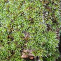 Unidentified Moss, Liverwort or Hornwort at Wodonga - 23 Jul 2023 by KylieWaldon