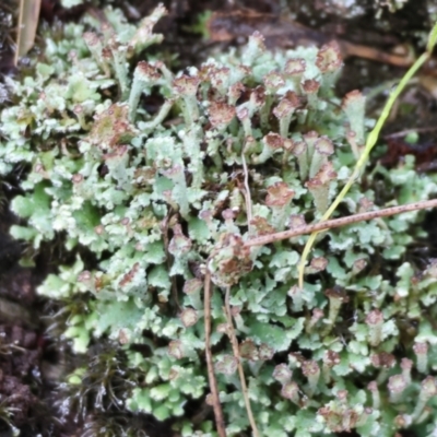 Unidentified Lichen at Wodonga - 23 Jul 2023 by KylieWaldon