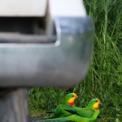 Polytelis swainsonii (Superb Parrot) at Greenethorpe, NSW - 24 Jul 2023 by PhilWeyers