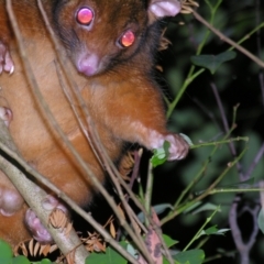 Pseudocheirus peregrinus (Common Ringtail Possum) at Sheldon, QLD - 27 Apr 2007 by PJH123