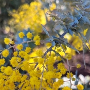 Acacia baileyana at Higgins, ACT - 24 Jul 2023