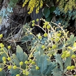 Acacia baileyana at Higgins, ACT - 24 Jul 2023 03:41 PM