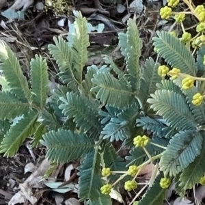 Acacia baileyana at Higgins, ACT - 24 Jul 2023