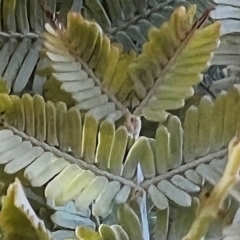 Acacia baileyana at Higgins, ACT - 24 Jul 2023