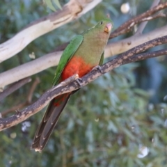 Alisterus scapularis (Australian King-Parrot) at Lake Tuggeranong - 24 Jul 2023 by RodDeb