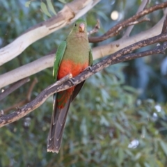 Alisterus scapularis at Greenway, ACT - 24 Jul 2023