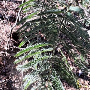 Acacia dealbata X Acacia decurrens at Higgins, ACT - 24 Jul 2023