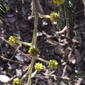 Acacia dealbata X Acacia decurrens at Higgins, ACT - 24 Jul 2023 03:34 PM