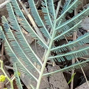 Acacia dealbata X Acacia decurrens at Higgins, ACT - 24 Jul 2023 03:34 PM