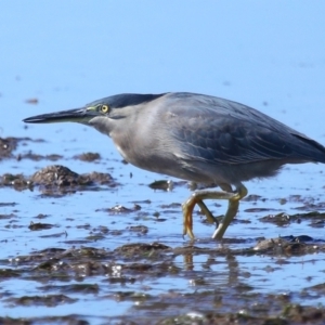 Butorides striata at Wellington Point, QLD - 19 Jul 2023