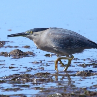 Butorides striata (Striated Heron) at Wellington Point, QLD - 19 Jul 2023 by TimL