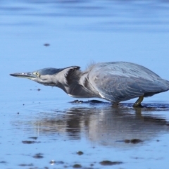 Butorides striata at Wellington Point, QLD - 19 Jul 2023