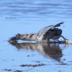 Butorides striata at Wellington Point, QLD - 19 Jul 2023