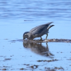 Butorides striata at Wellington Point, QLD - 19 Jul 2023 01:46 PM