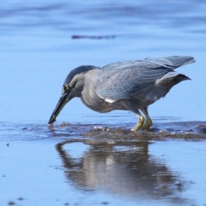 Butorides striata at Wellington Point, QLD - 19 Jul 2023