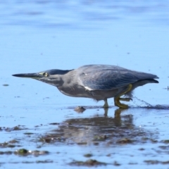 Butorides striata (Striated Heron) at Wellington Point, QLD - 19 Jul 2023 by TimL