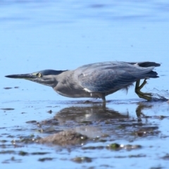 Butorides striata at Wellington Point, QLD - 19 Jul 2023