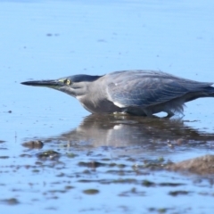 Butorides striata at Wellington Point, QLD - 19 Jul 2023