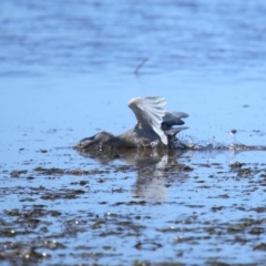 Butorides striata at Wellington Point, QLD - 19 Jul 2023 01:49 PM