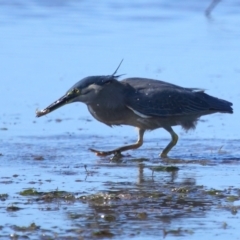 Butorides striata at Wellington Point, QLD - 19 Jul 2023 01:49 PM