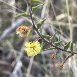 Acacia gunnii at Burra, NSW - 24 Jul 2023
