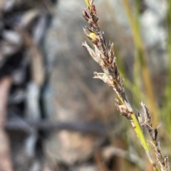 Lepidosperma laterale (Variable Sword Sedge) at Burra, NSW - 24 Jul 2023 by JaneR