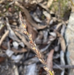 Lepidosperma laterale at Burra, NSW - 24 Jul 2023 01:39 PM