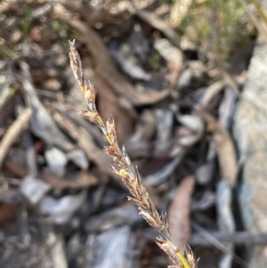 Lepidosperma laterale at Burra, NSW - 24 Jul 2023