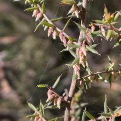 Leucopogon fletcheri subsp. brevisepalus (Twin Flower Beard-Heath) at Tinderry Nature Reserve - 24 Jul 2023 by JaneR