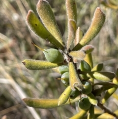 Persoonia rigida (Hairy Geebung) at Burra, NSW - 24 Jul 2023 by JaneR