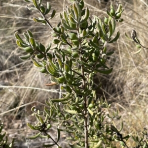 Persoonia rigida at Burra, NSW - 24 Jul 2023 01:38 PM