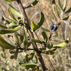 Persoonia rigida at Burra, NSW - 24 Jul 2023 01:38 PM